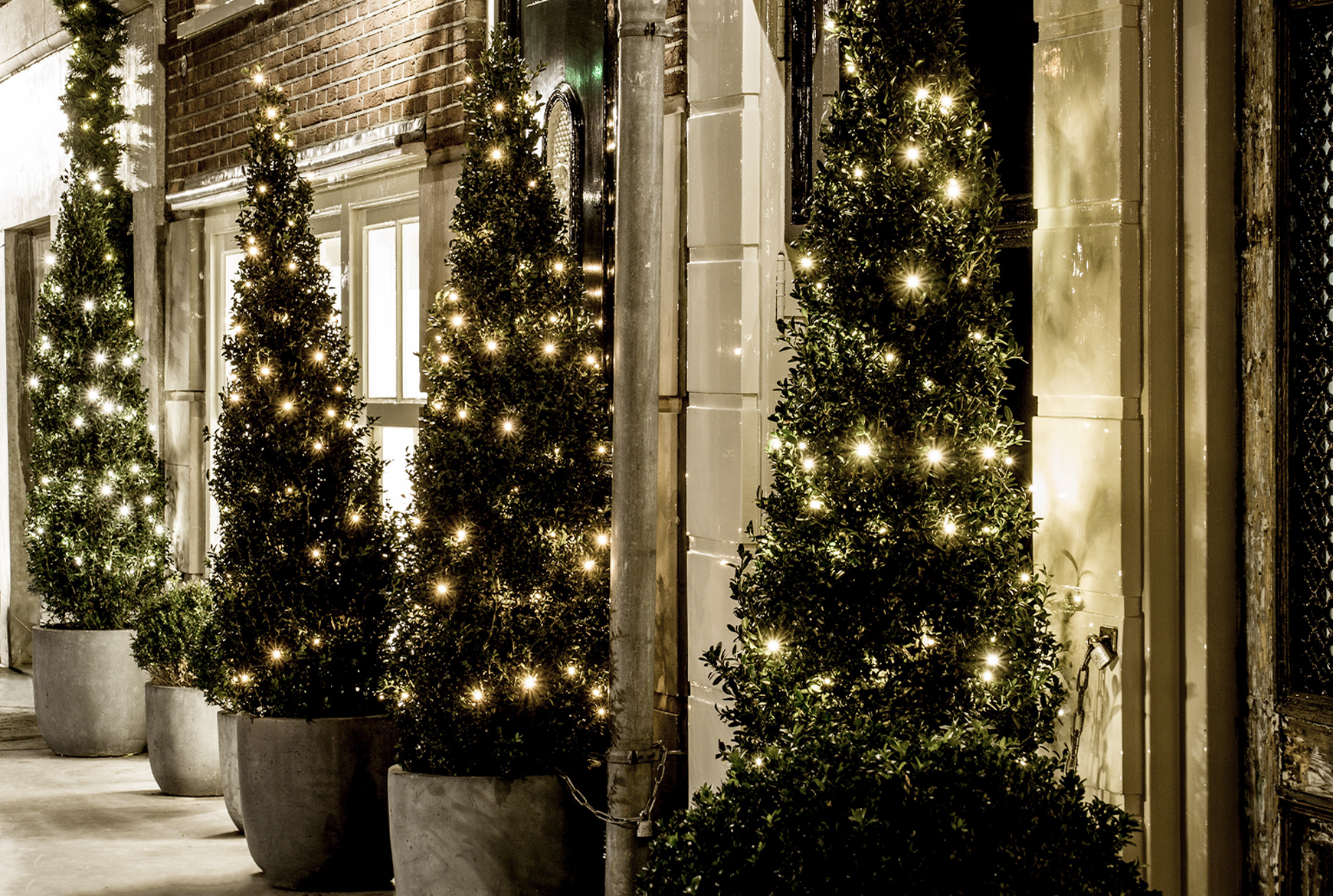 Sapins illuminés à l'extérieur