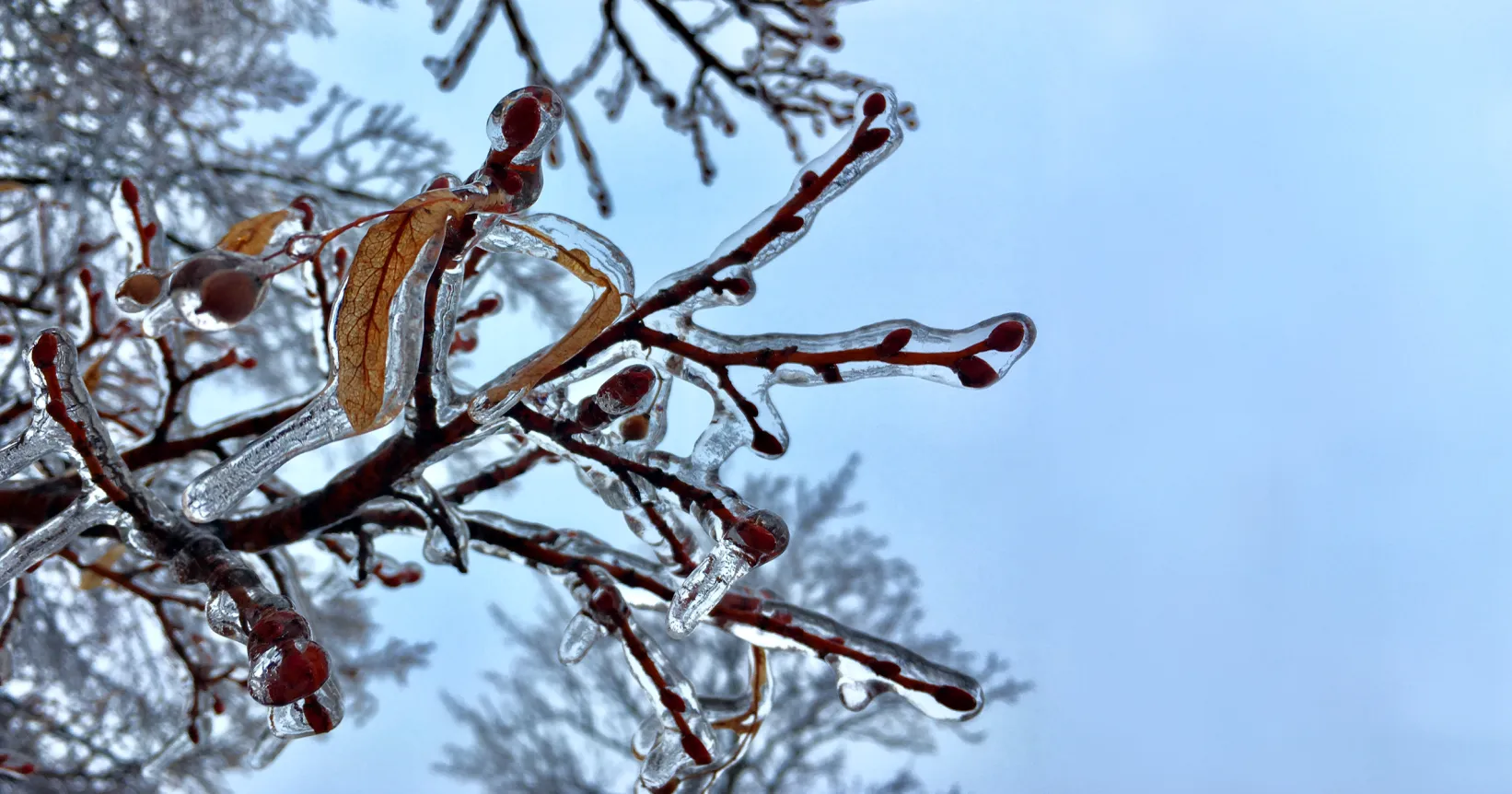Des branches d'arbres verglacées