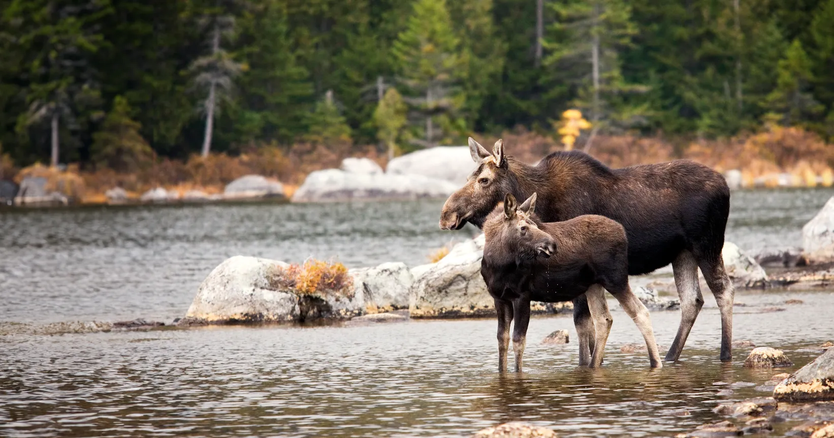 Deux orignaux sur le bord d'une rivière