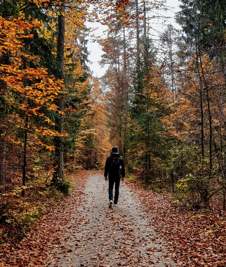 Personne qui marche dans la forêt