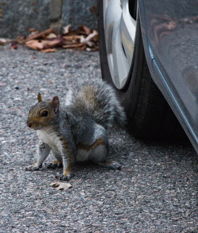 Un écureuil