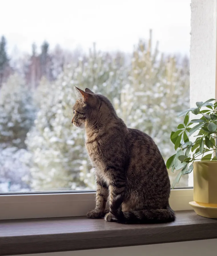 Un chat est assis sur le rebord d'une fenêtre