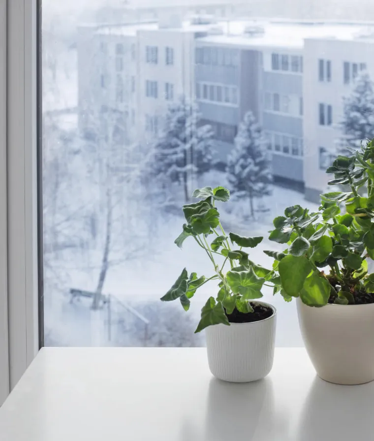 Des pots de plantes devant une fenêtre