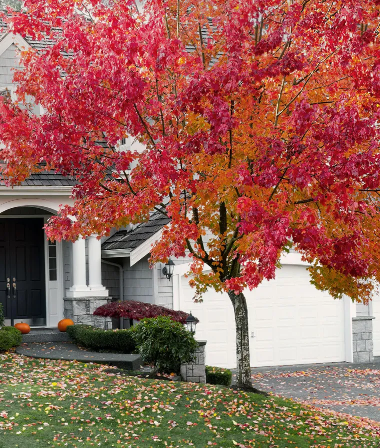 Un arbre sur le terrain d'une maison