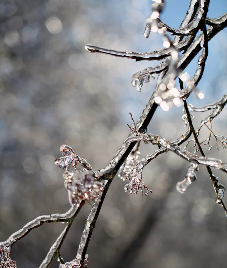 Une branche d'arbre givrée