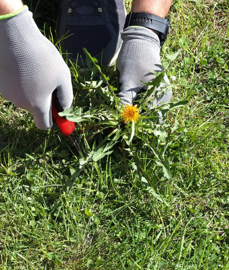 Quelqu'un arrache des mauvaises herbes