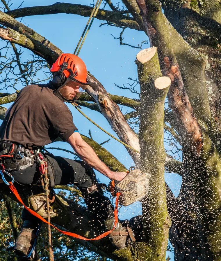 Une personne élague les branches d'un arbre